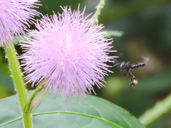 Frieseomelitta nigra