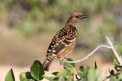 Chlamydera guttata