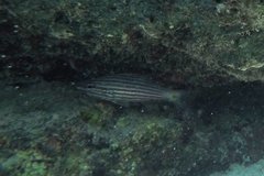 Cheilodipterus artus