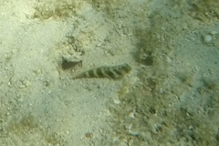 Cryptocentrus fasciatus