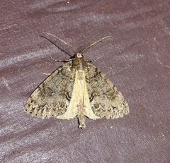 Pseudocoremia suavis