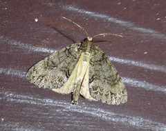 Pseudocoremia suavis