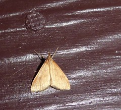 Mnesictena flavidalis