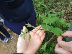Thyatira batis formosicola