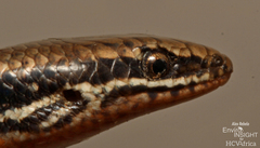 Wahlberg's Snake-Eyed Skink photo 4