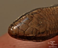 Wahlberg's Snake-Eyed Skink photo 3