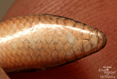 Wahlberg's Snake-Eyed Skink photo 5