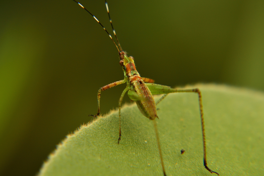 Grasshoppers, Crickets, and Katydids from El Aceituno, Ibagué, Tolima ...