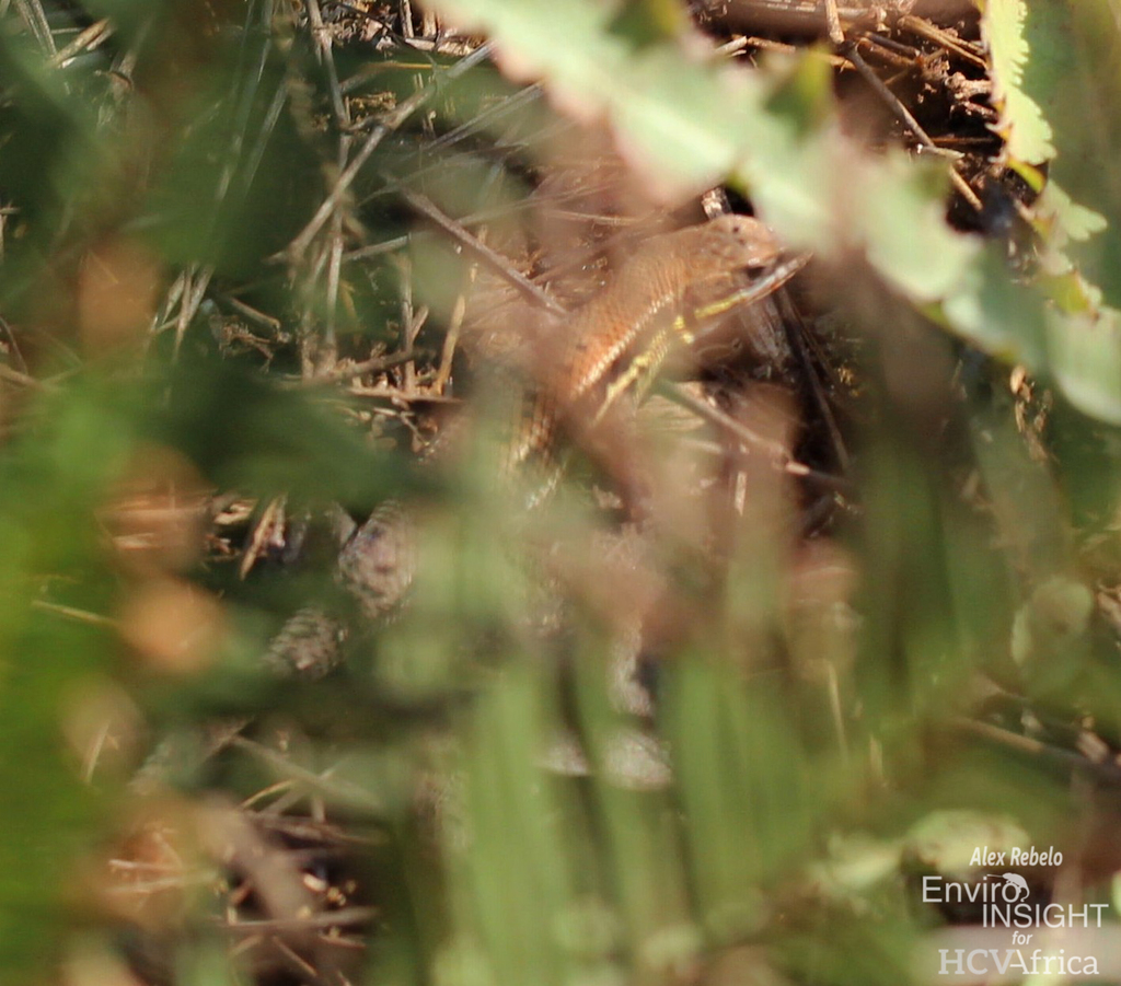 Tanzanian Rough-Scaled Lizard