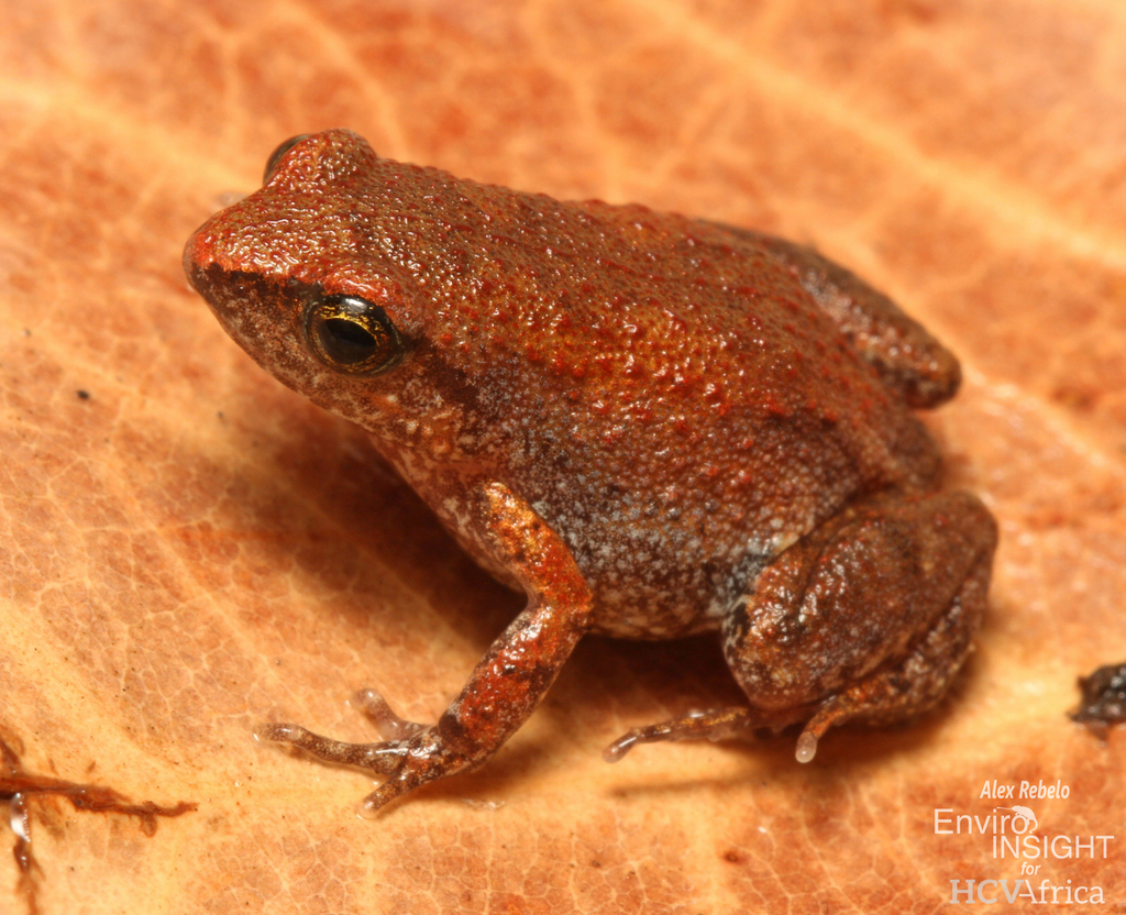 Marimba Screeching Frog