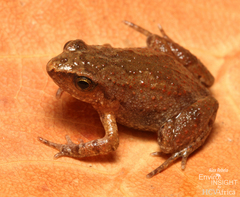 Marimba Screeching Frog photo 5