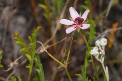 Pelargonium capillare