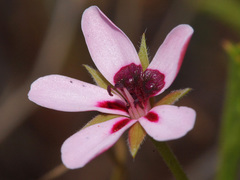 Pelargonium capillare