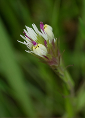 Castilleja densiflora