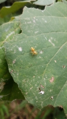 Cosmophasis bitaeniata