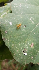 Cosmophasis bitaeniata