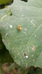 Cosmophasis bitaeniata