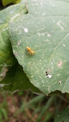 Cosmophasis bitaeniata