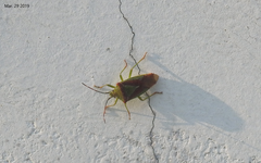 Acanthosoma spinicolle