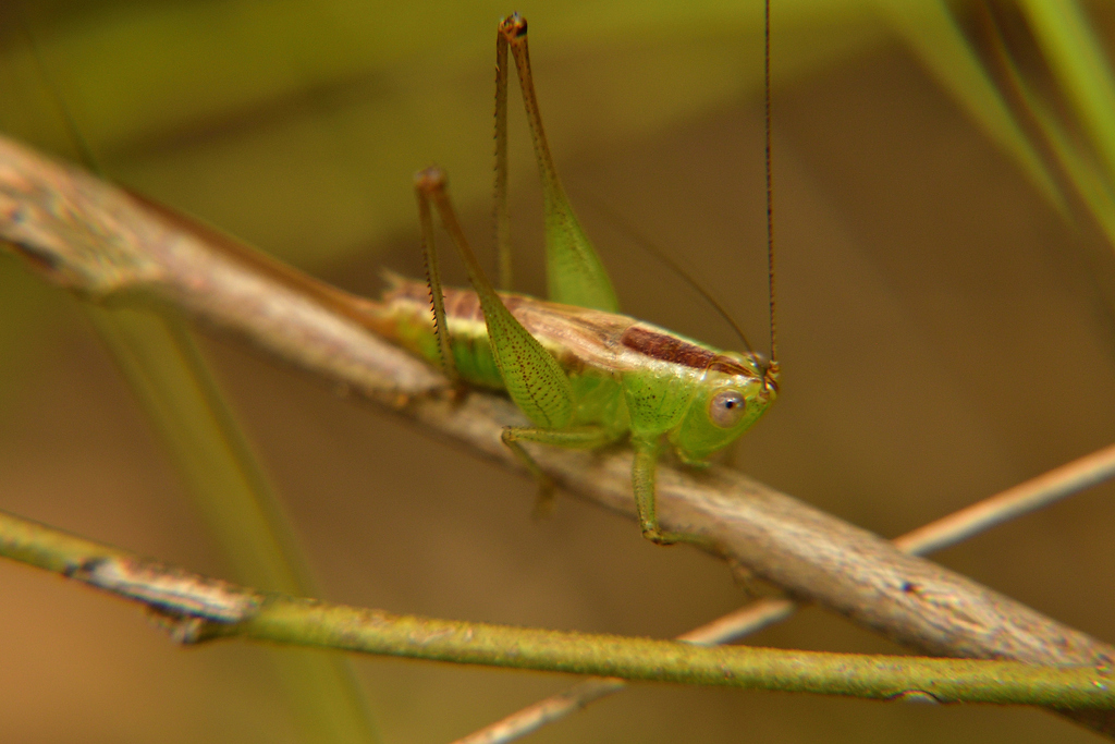 Lesser Meadow Katydids from El Aceituno, Ibagué, Tolima, Colombia on ...