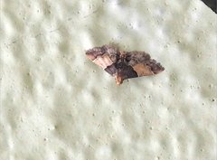Pyralis pictalis