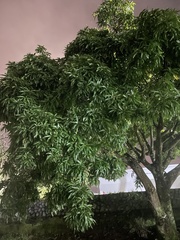 Mangifera indica image