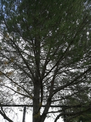 Pinus