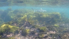 Carcharhinus obscurus