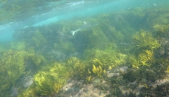 Carcharhinus obscurus