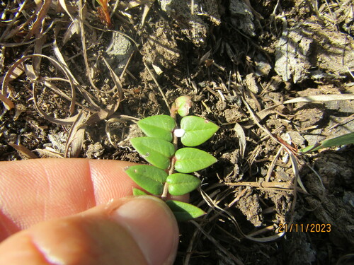 Image of Asclepias multicaulis by (c) Antoinette Eyssell Knox, some rights reserved (CC BY-SA)