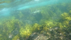 Carcharhinus obscurus