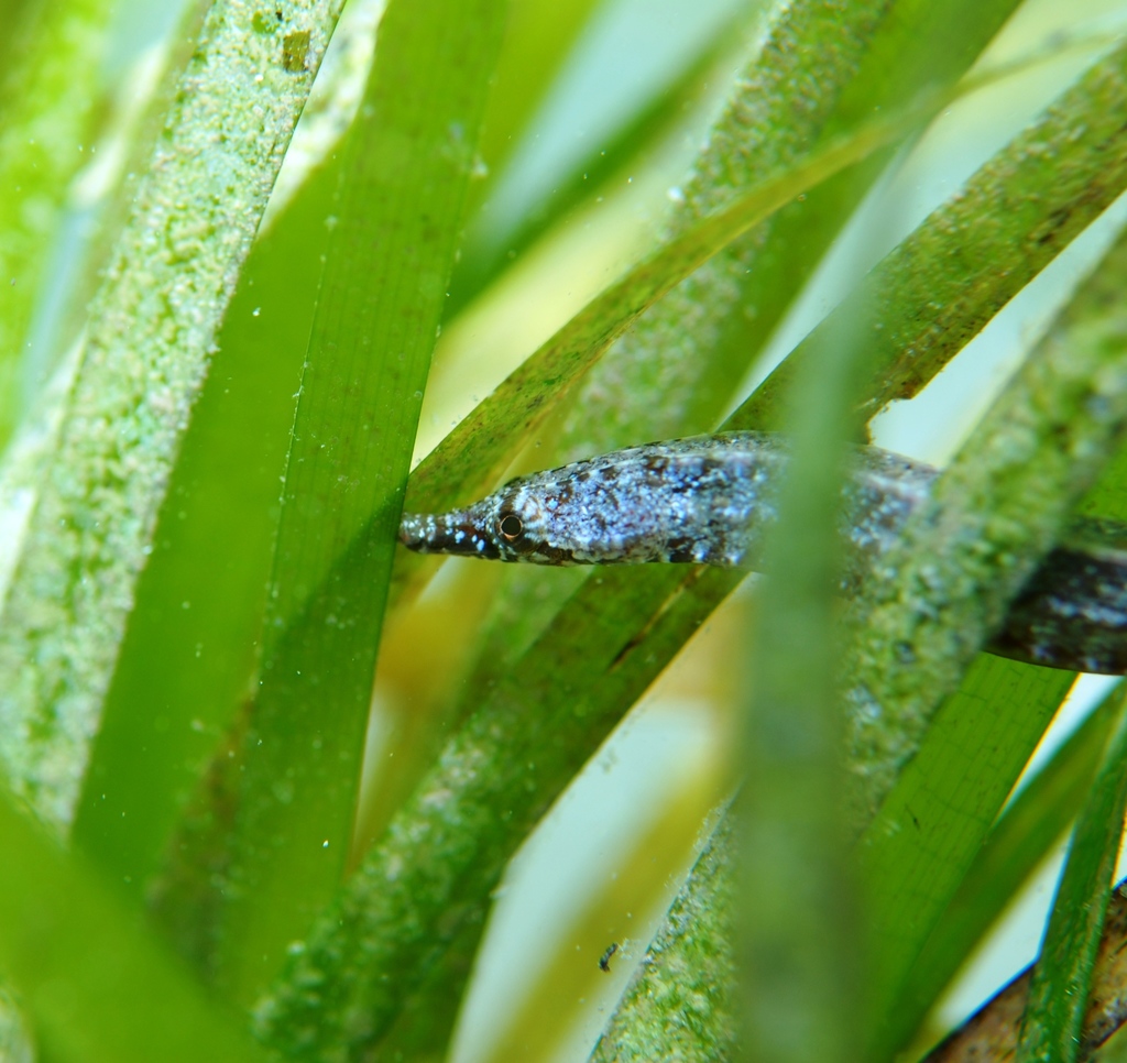 Flinder's Pipefish
