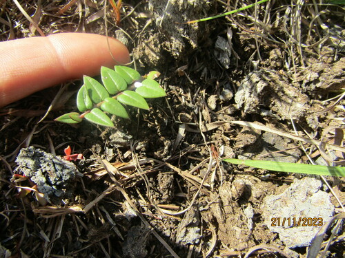 Image of Asclepias multicaulis by (c) Antoinette Eyssell Knox, some rights reserved (CC BY-SA)