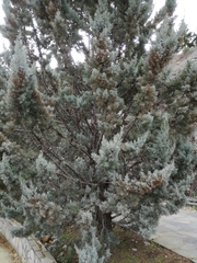 Cupressaceae