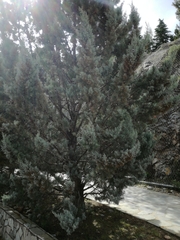 Cupressaceae