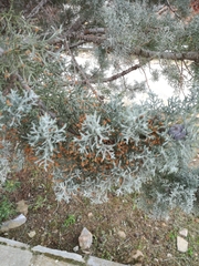 Cupressaceae