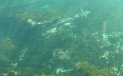 Carcharhinus obscurus