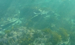 Carcharhinus obscurus