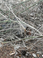 Testudo marginata