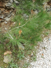 Pinus halepensis