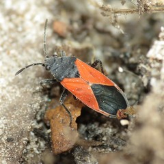 Melanopleurus belfragei