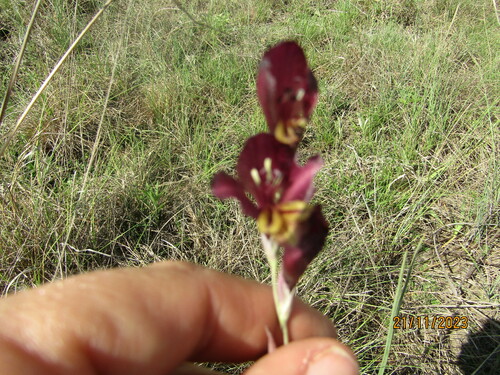 Image of Gladiolus woodii by (c) Antoinette Eyssell Knox, some rights reserved (CC BY-SA)