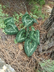 Cyclamen graecum