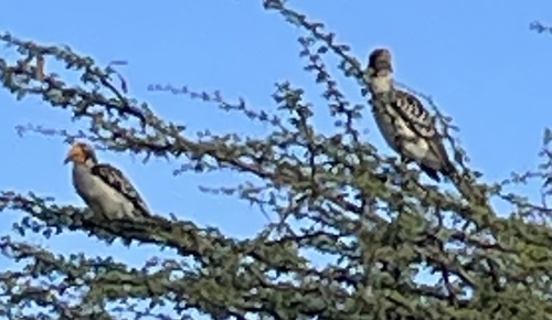 Eastern Yellow-billed Hornbill