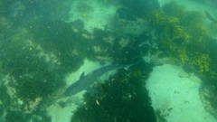 Carcharhinus obscurus