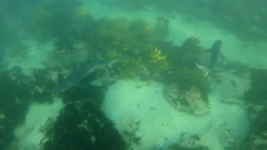 Carcharhinus obscurus