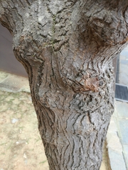 Magnoliopsida