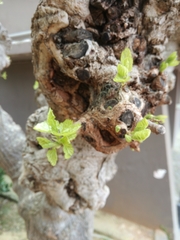 Magnoliopsida