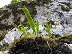 Lepisorus ussuriensis