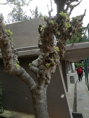 Magnoliopsida